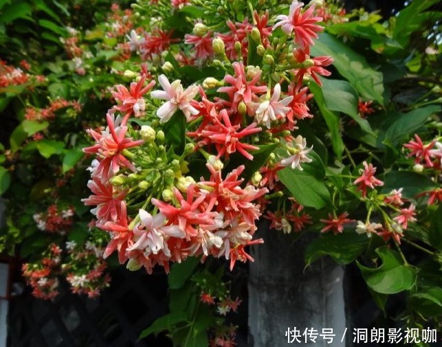 花量|养花养个花量很多的,开花就成了花海,养花起来也不是很难