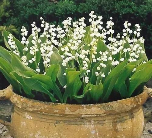 10种出彩的庭院地被花儿,最适合的才是最好的