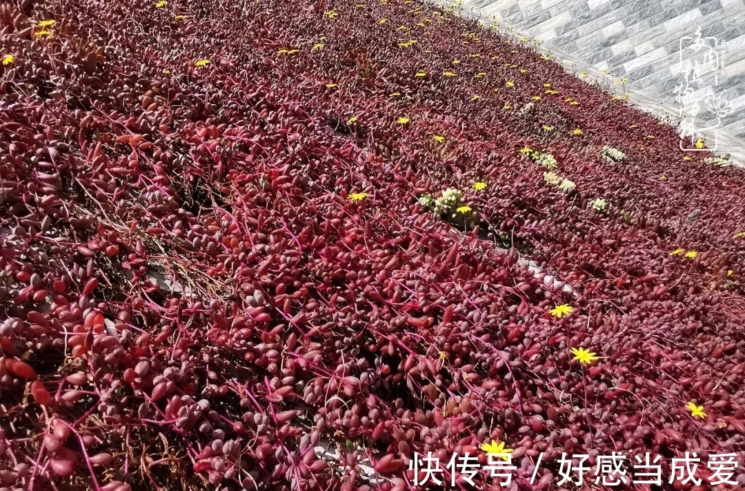 治愈之“肉”:愿所有的养肉人都被这些“胖子们”治愈