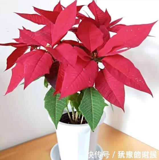 15种花有毒，家里有老人、小孩、孕妇或宠物的，要慎养