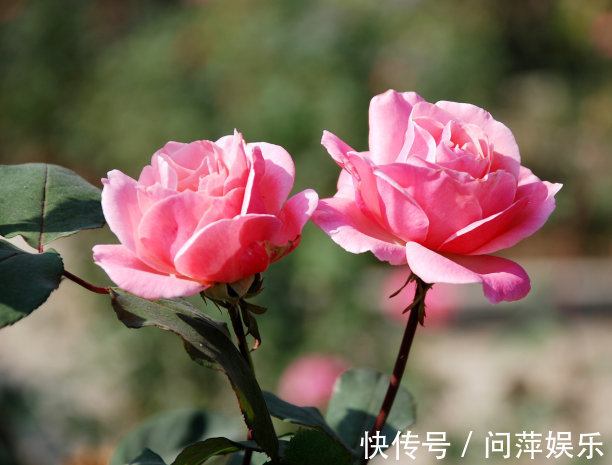 形似玫瑰,外表绚丽,养殖有技巧,掌握好技巧,月季轻松爆盆