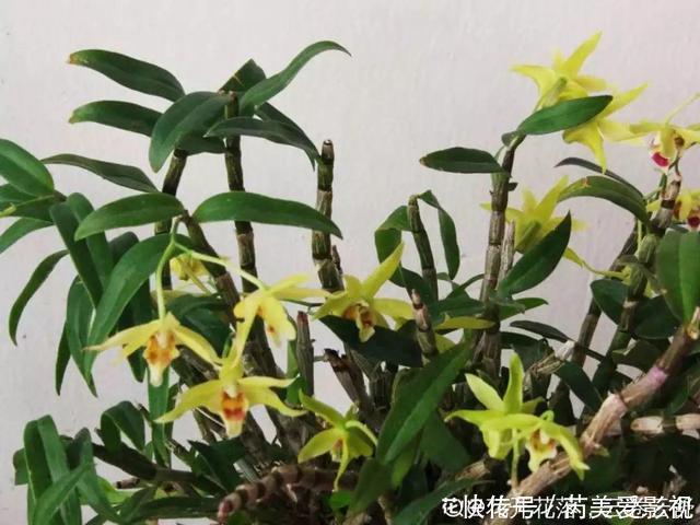 人养花，花也养人，这15种花，越养家里越干净