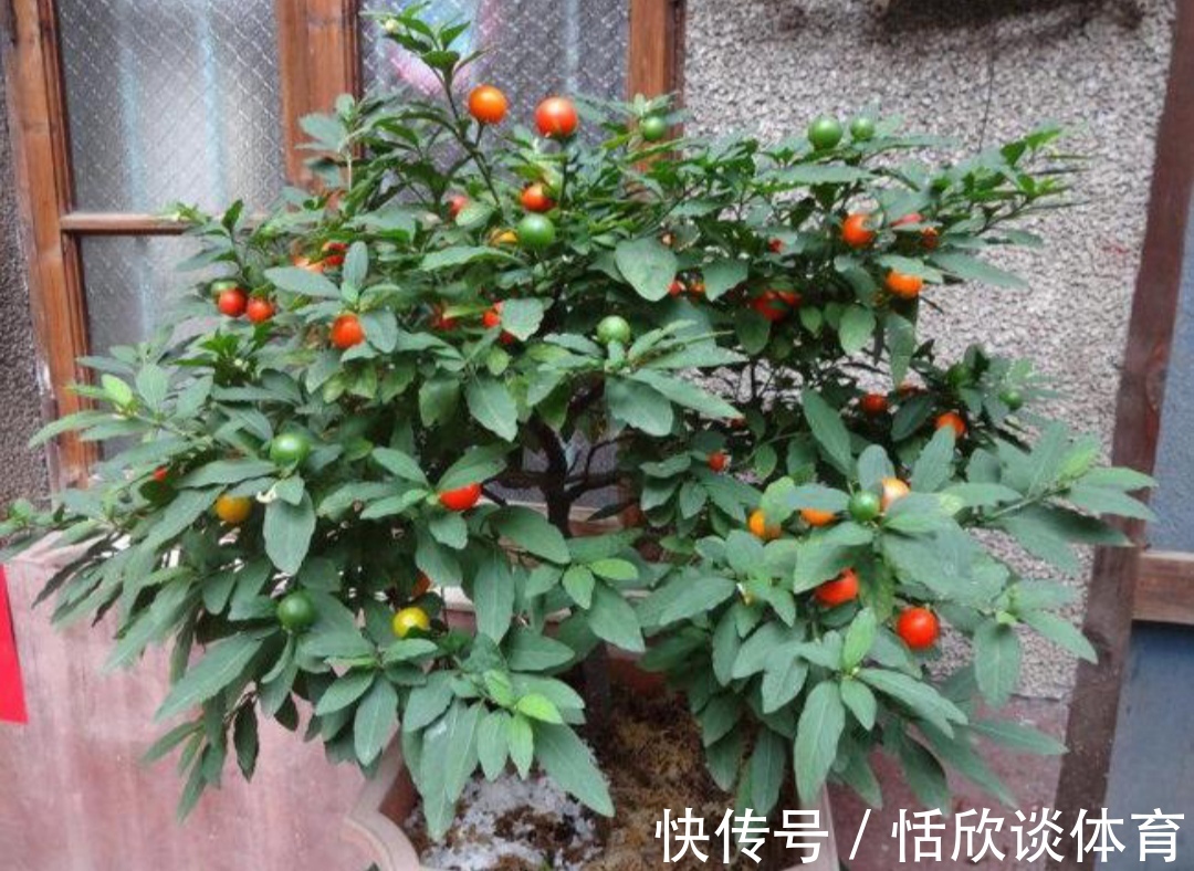 花开惊艳的8种“大毒花”,连叶片都带毒,家里若养着,光看别动