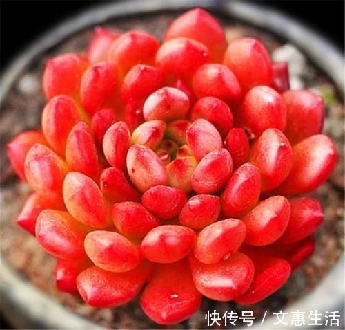 多肉红宝石变红很简单,秘诀只有3个字,1分钟学会,火红又明亮