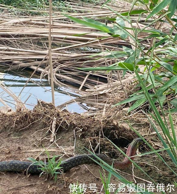 最近钓鱼就是与蛇同行多人钓鱼差点被咬,频繁遇蛇怎么办