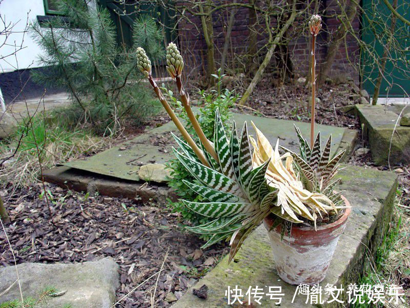 这种芦荟容易开花,叶子有蛇皮般的纹理,耐旱耐阴,为啥还能养死