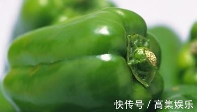 青辣椒|青椒最好吃的做法,每次都不够吃,让我真的好无奈