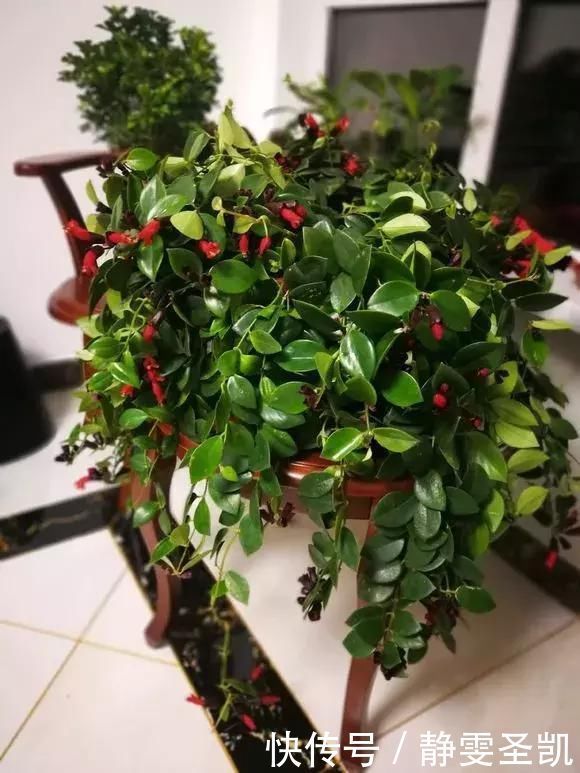 容易爆盆的“3种”吊兰,挂起来养在阳台,就像“绿窗帘”
