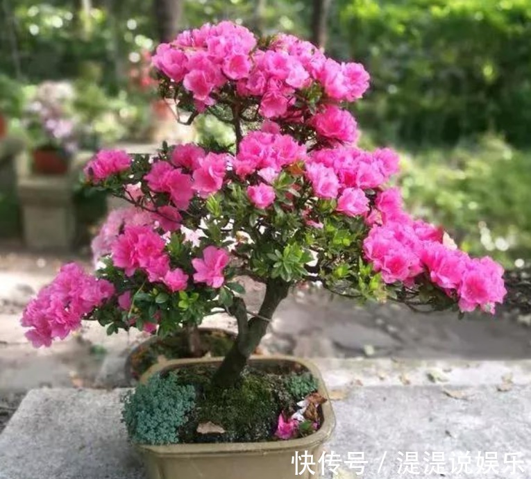 花友|3种花“爱吃醋”，立秋后1个月喂“1杯”，叶油绿，花呼呼开！
