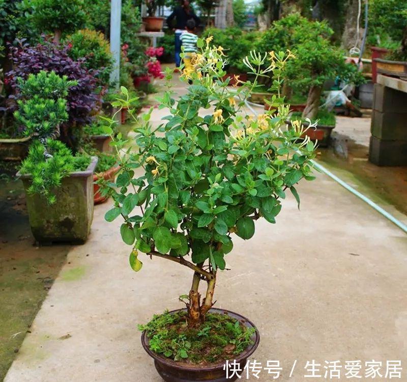 福建人爱养花草盆景,他们对花草形态是有“高要求”的!