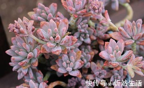 20款高贵梦幻紫色多肉,养一盆“紫气东来”,总有一款是你喜欢的