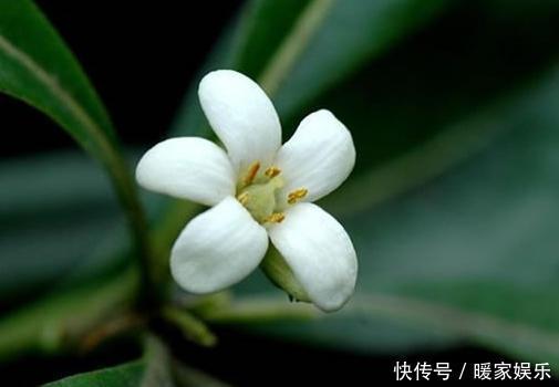 七里香|最适合夏天养的花,水浇够了,满盆开出小白花!