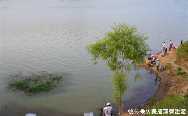 野钓中的绝佳钓位,钓鱼人的必争之地,随便选哪个,渔获都有保证
