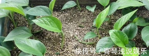 扦插绿萝:谨记这4步简单操作,生根速度快、爆盆效果好!