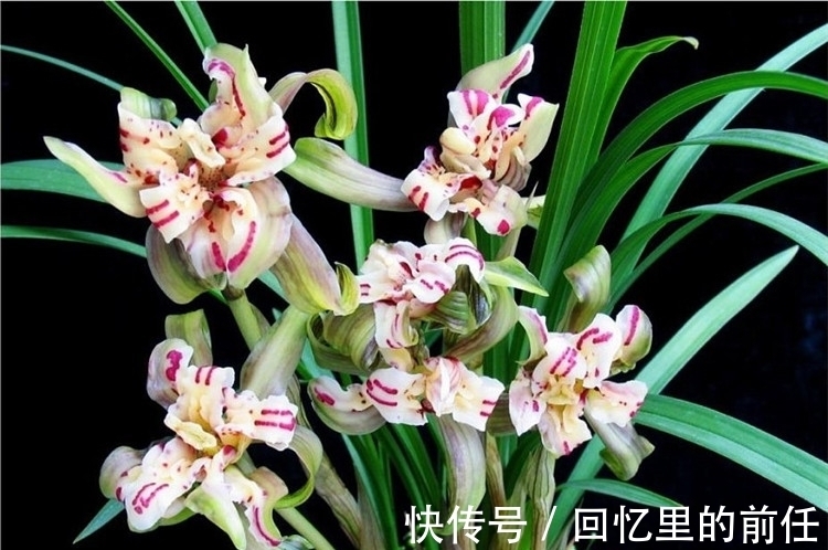 天蓬元帅@它是兰花界“天蓬元帅”?花朵酷似牡丹,味道胜香水,种植超简单