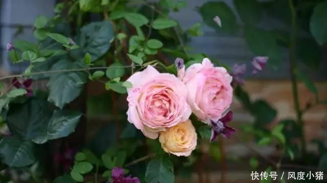 种植|家里有院子不如搞个种植池,这几样植物推荐给你