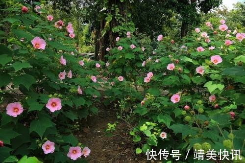 这花是一整座城的挚爱,现在正值花季,一朵就让人目眩神迷!