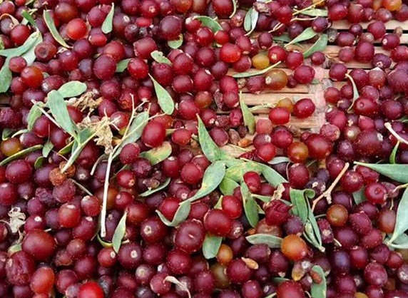 润肠通便|担心老太快,建议吃4种食物,润肠通便,排毒清脂,提高免疫力!