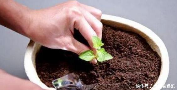 盆土太硬了?用它泡一泡,浸盆浇,土壤透气有营养,还养根