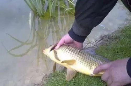 调漂|这样调漂,每一口都清楚有效,大小鲤鱼狂上钩!