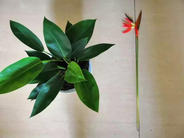 4种花再好看也别买，养不活不值钱，还惹一肚子气！