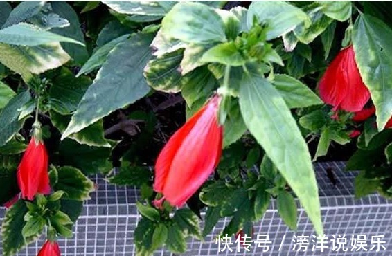 全年|以下这种花，盆栽简单好养，花期全年蹭蹭长，超乎想象