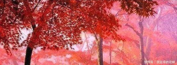 我国最大的红叶景区,相当于180个香山,这里藏着最美的秋天