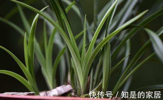 花盆|养兰花不会施肥怎么办？专为新手定制的技巧，不施肥养兰法