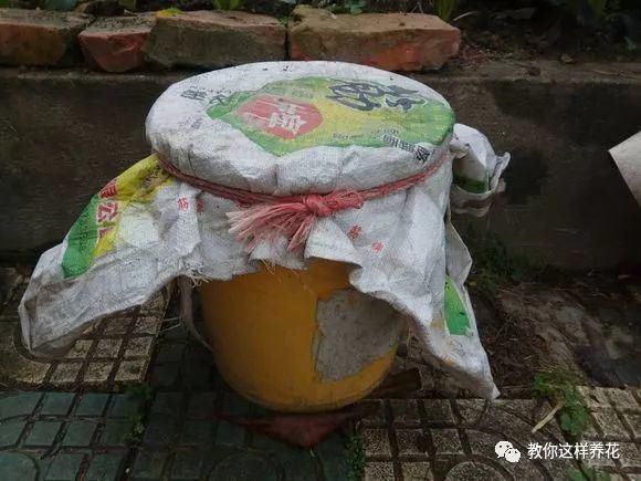 4种“壳”每家都有,丢盆里疏松透气,2年不用换盆,长得旺!