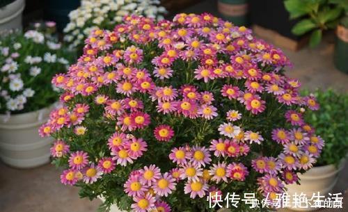 月季|阳台养花在精不在多,3种花好养又好看,值得养一盆