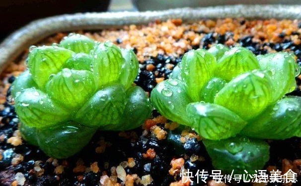 盆栽|夏日炎炎，玉露就得“这么养”，能让叶子肉嘟嘟，更有养花体验