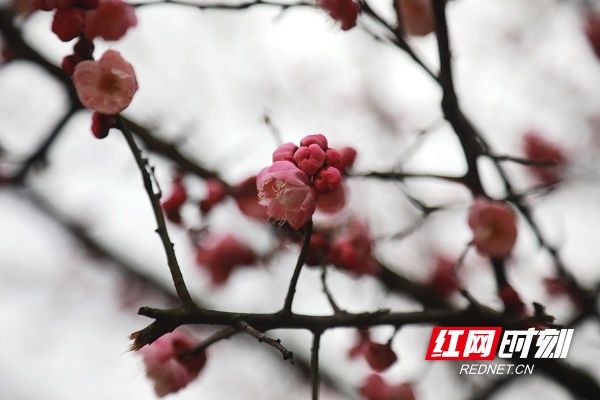 梅花|湖南新田：梅花盛开报春来（组图）