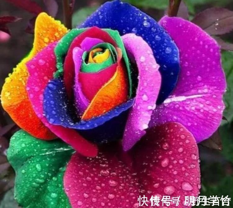 阳台养这几朵花，花开不断，花色艳丽，花开枝繁叶茂，美