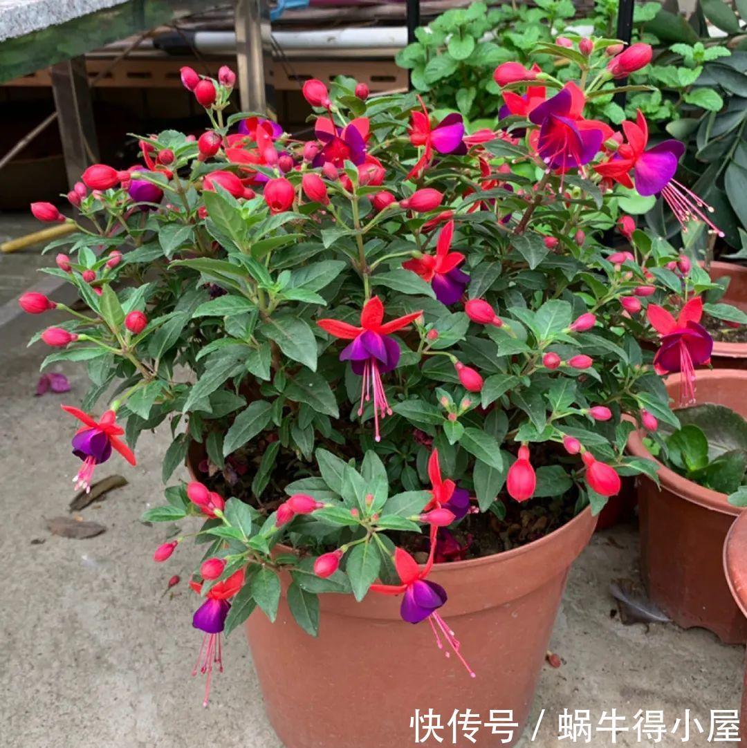 牡丹|这现在不能换盆的花,土一松就没命,白养大半年