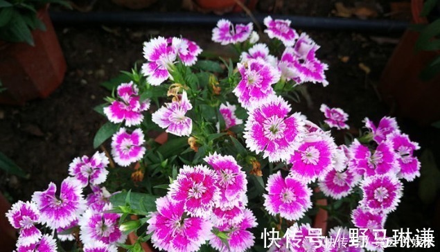 花卉|新手养花,就选择花中精品,娇小玲珑,花开似火的花卉,娇艳欲滴