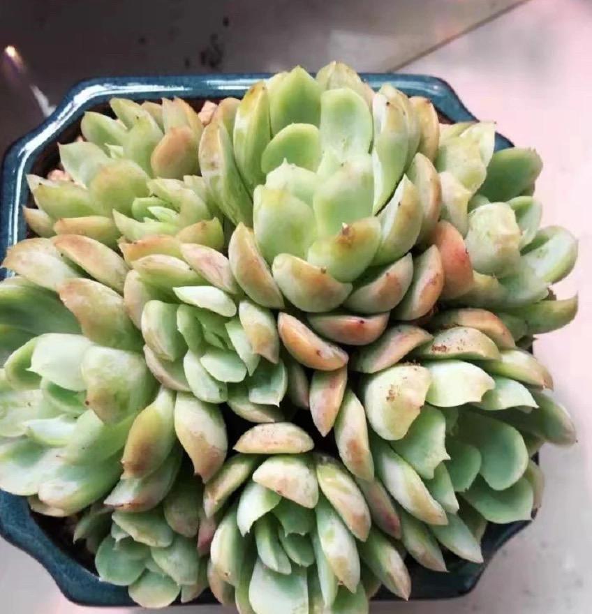 多肉不长根,试试这种“小药水”,滴上两滴,1周长出毛细根