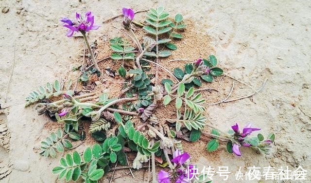 农村|人称“小米口袋”根似人参,乡下小孩都吃过,如今却少人识