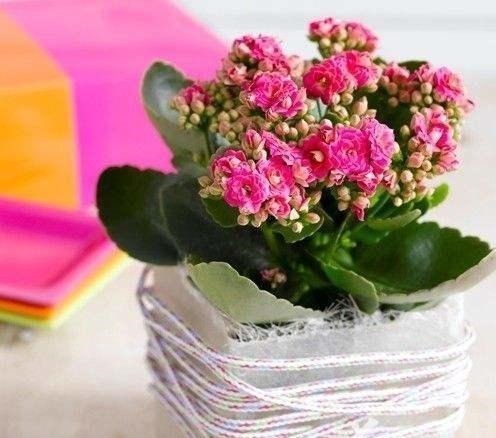 新手|这6种花卉,越是忘记浇水,越容易长爆盆,新手和懒人都爱种