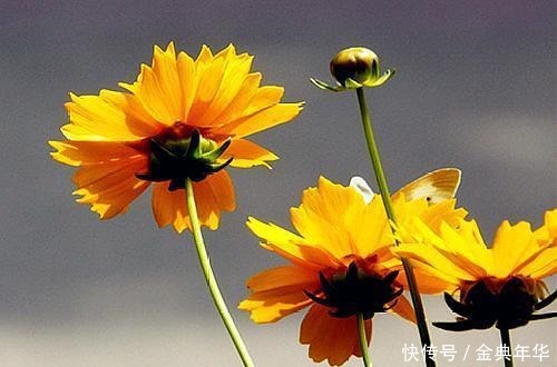 花前|有意花前风带笑,无心月下柳含愁;八首闲赋诗,散乱青丝换白头