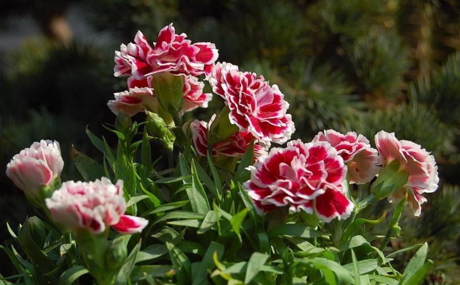 盘点6款“香水花”,皮实好养开花美,养几盆连香氛都省了