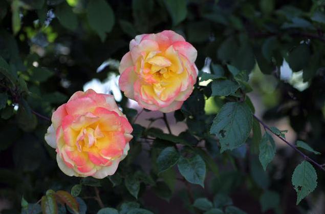 养月季,牢记“4要素”,花苞不停冒,夏季也能开爆盆