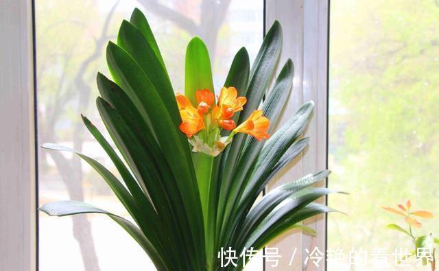 光照|君子兰在七八月要静养，这几件事做好，安全度夏