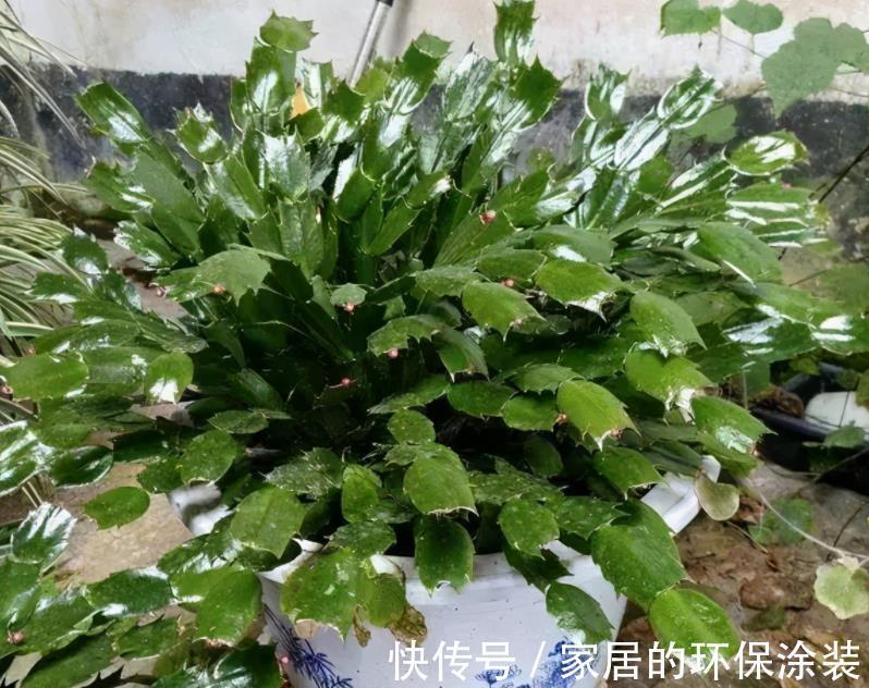 昼夜温差|8、9月养蟹爪兰,掌握住这2个小技巧,到了花期,花量翻倍