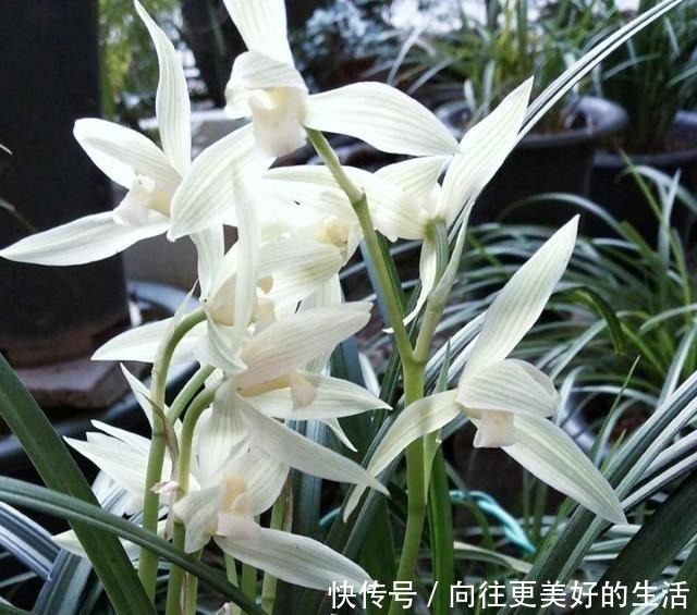 葡萄|兰花只浇水,太没新意了!试试我的方法,叶片坚挺有力,还能爆花!