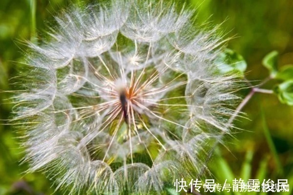 蒲公英|蒲公英的“黄金搭档”,坚持喝2个月,肝变净了,胃也舒坦了