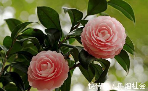 冬天养茶花,了解掌握3个要点,开出层叠群花,谁见了都夸美!