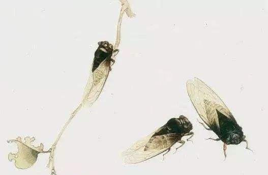 咏鹅|你只知他孩提时候快乐的《咏鹅》,却未闻他暮年时忧伤的《咏蝉》