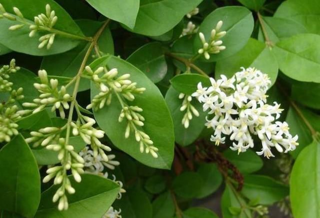 吃那么多的补药还不如每天吃一物,7天激发你的雄性荷尔蒙