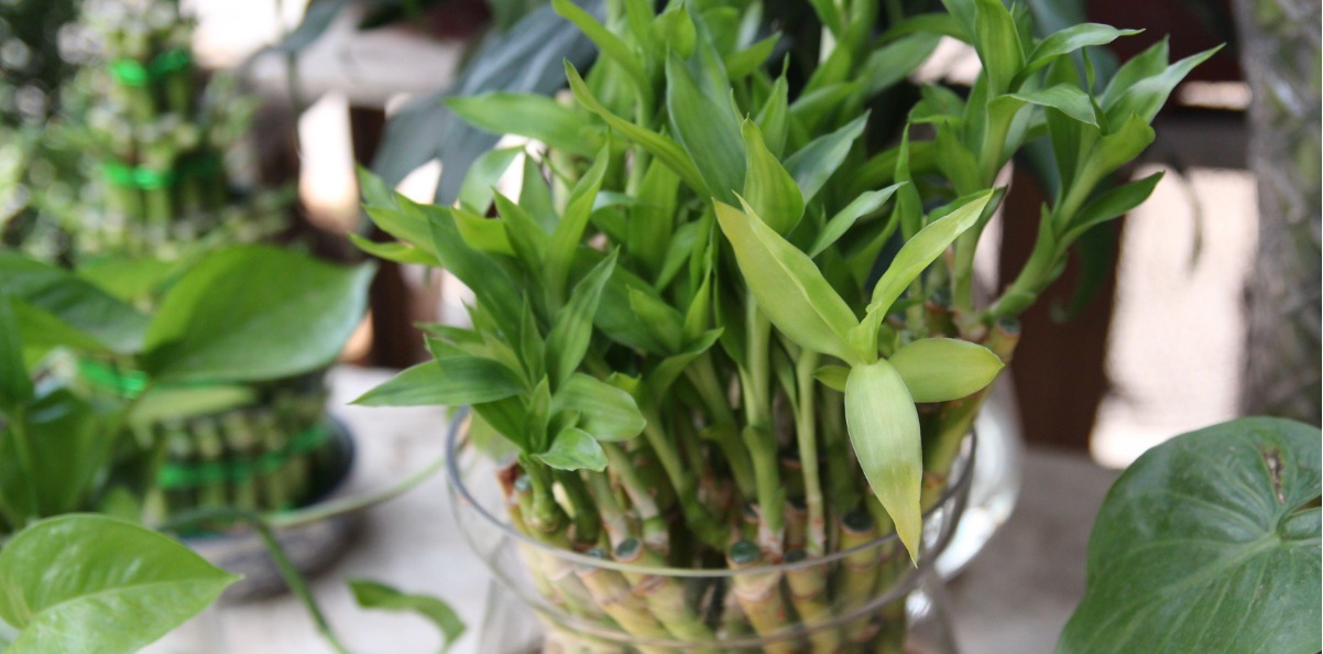 可以大胆浇水的三种花，浇的越多长得越旺，绿植养好能开花