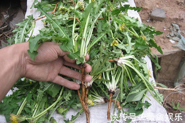 便秘|蒲公英可以治病几类人吃了可能是在养病,还不如不吃